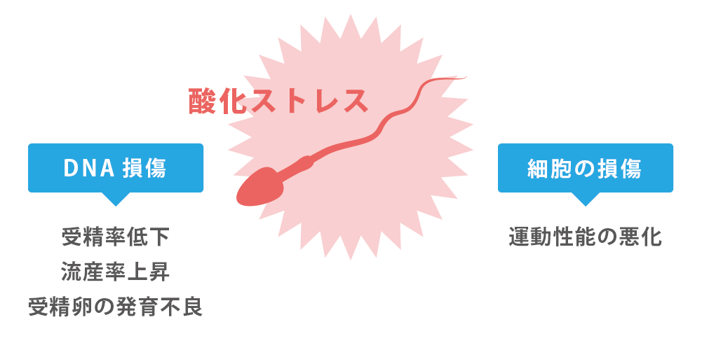 精子の酸化ストレス